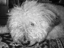 benni